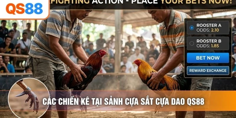 Các chiến kê tại sảnh cựa sắt cựa dao QS88