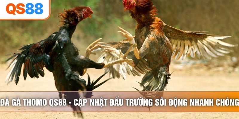Đá Gà Thomo QS88 - Cập Nhật Đấu Trường Sôi Động, Nhanh Chóng