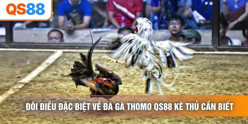 Đôi điều đặc biệt về đá gà thomo QS88 kê thủ cần biết Đôi điều đặc biệt về đá gà thomo QS88 kê thủ cần biết