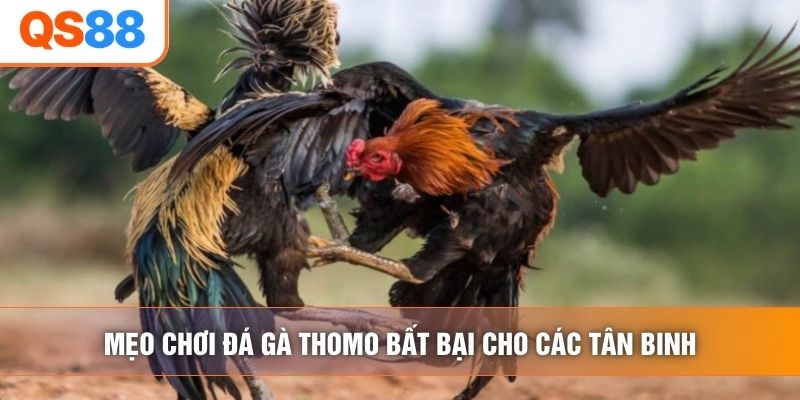 Mẹo chơi đá gà thomo bất bại cho các tân binh Mẹo chơi đá gà thomo bất bại cho các tân binh