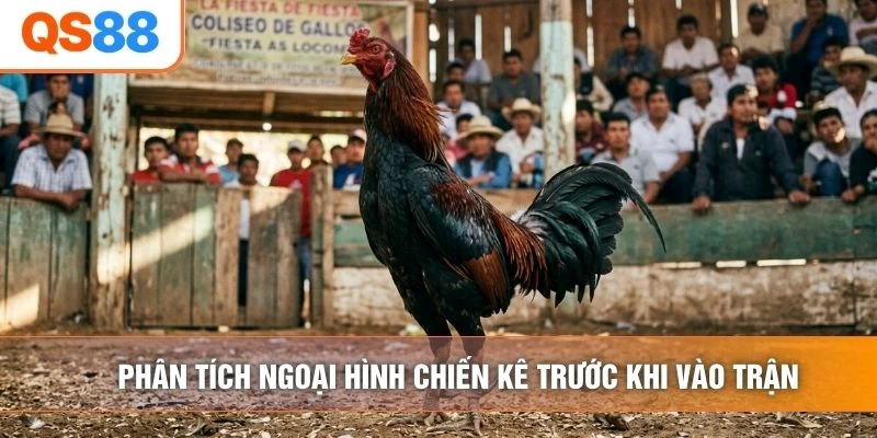 Phân tích ngoại hình chiến kê trước khi vào trận