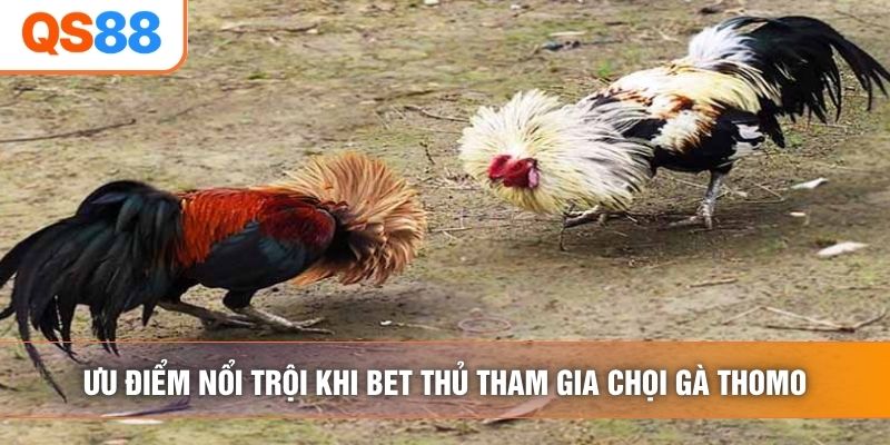 Ưu điểm nổi trội khi bet thủ tham gia chọi gà thomo Ưu điểm nổi trội khi bet thủ tham gia chọi gà thomo